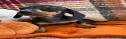 Dachshund dogs for sale: 5 beautiful dachshund girls  - Advert 17