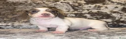 Miniature Dachshund dogs for sale: Miniature Dachshunds - Advert 16