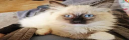 Ragdoll cats for sale: Beautiful Chunky Fluffy Ragdoll kittens in Southend-on-Sea - Advert 6