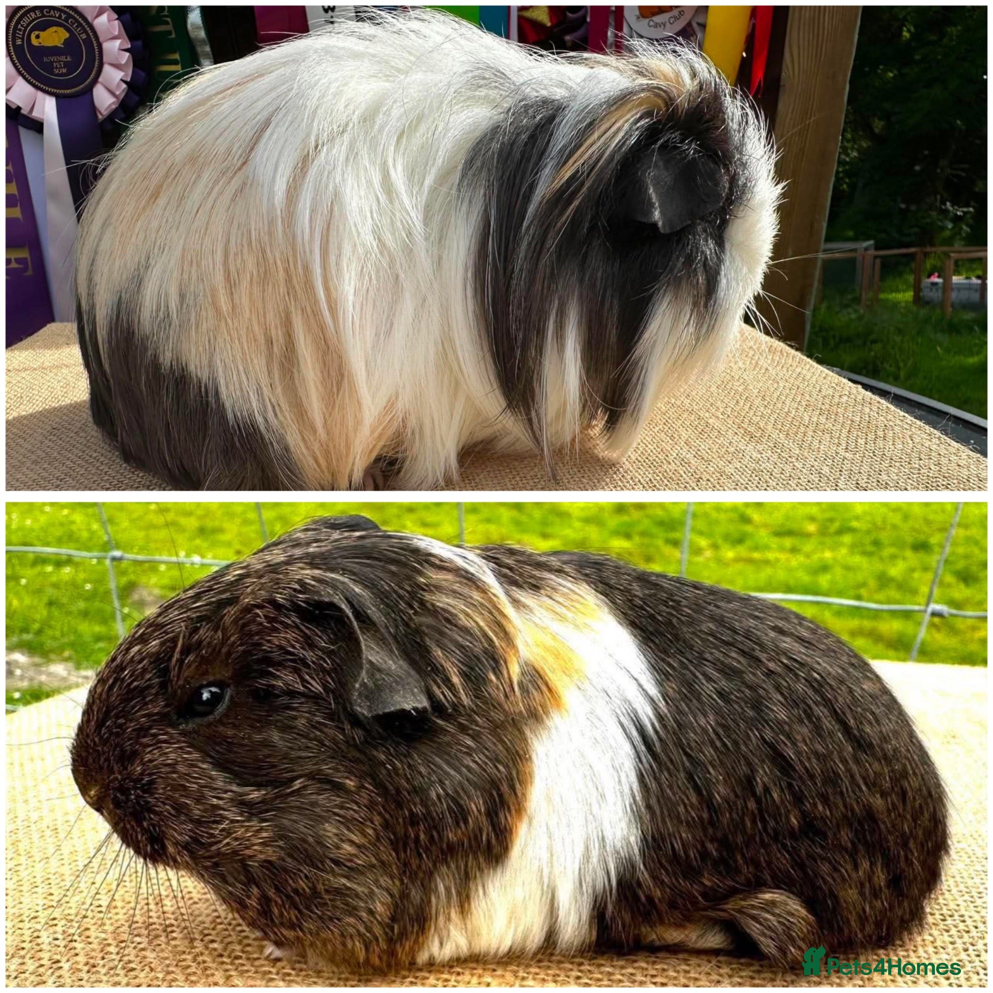 Guinea Pig rodents Pair of Shelties - Father & Son - Advert 1