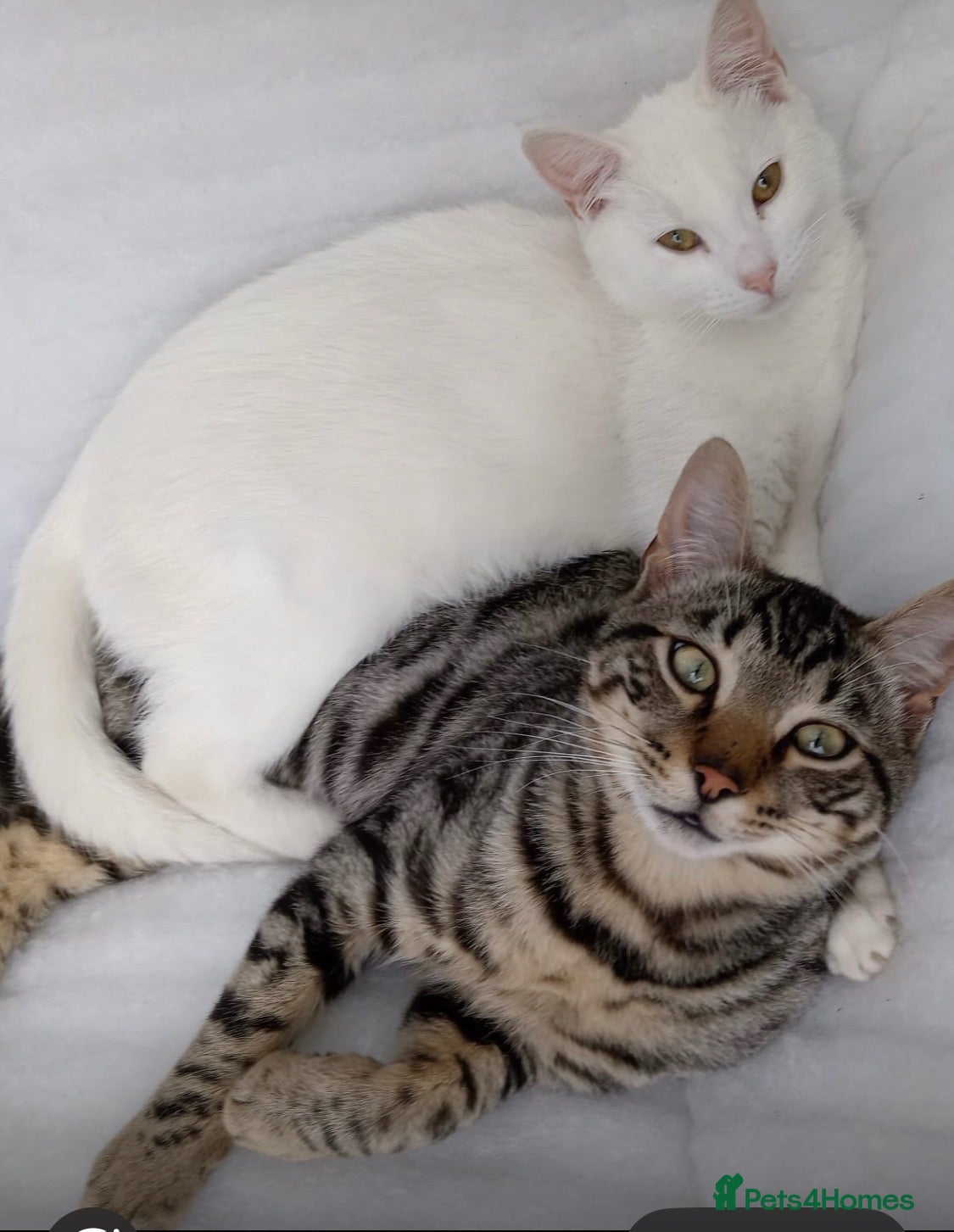 Mixed Breed cats for sale: Kao Mani Mix - Advert 1