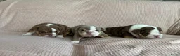 English Bulldog dogs for sale: Beautiful Family Raised English Bulldog Puppies  in Newport - Advert 9