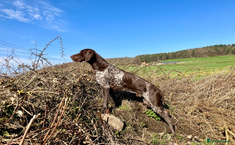 German Shorthaired Pointer dogs in Guisborough - Advert 1