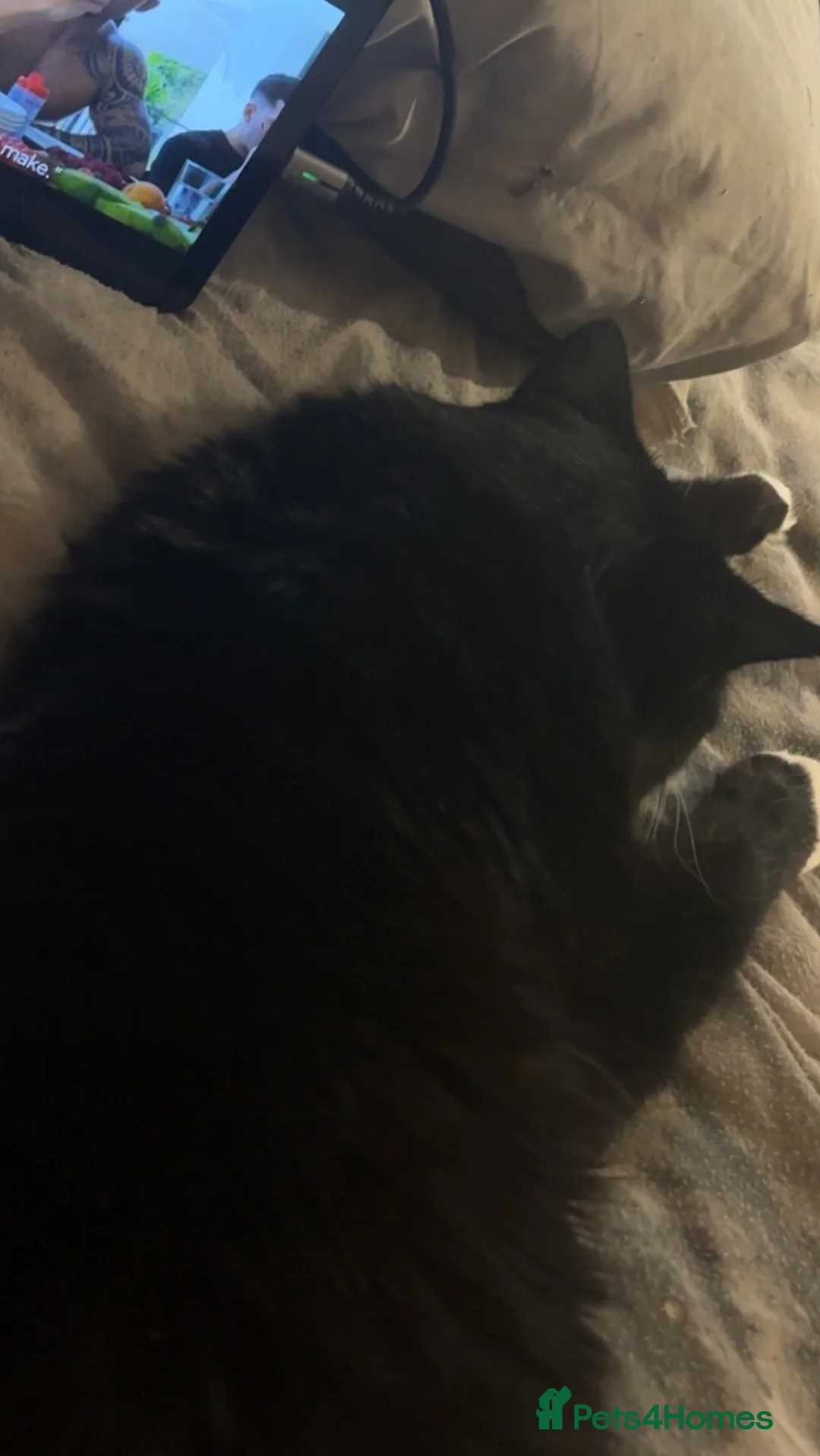 Mixed Breed cats for sale: Pudding&coco - Advert 4