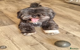 Shih Tzu dogs for sale: Loving cheeky Shihtzu for loving home ❤️ - Image 2