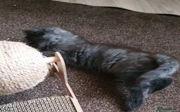 Mixed Breed cats for sale: Beautiful furry male kitten  - Image 3
