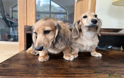 Miniature Dachshund dogs for sale: **KC REG Miniature long haired dachshund puppies** - Image 2