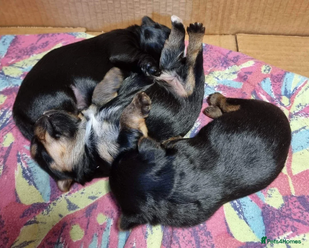 Yorkshire Terrier dogs for stud: Super small Yorkie with short muzzle DNA tested in Sheffield - Advert 15
