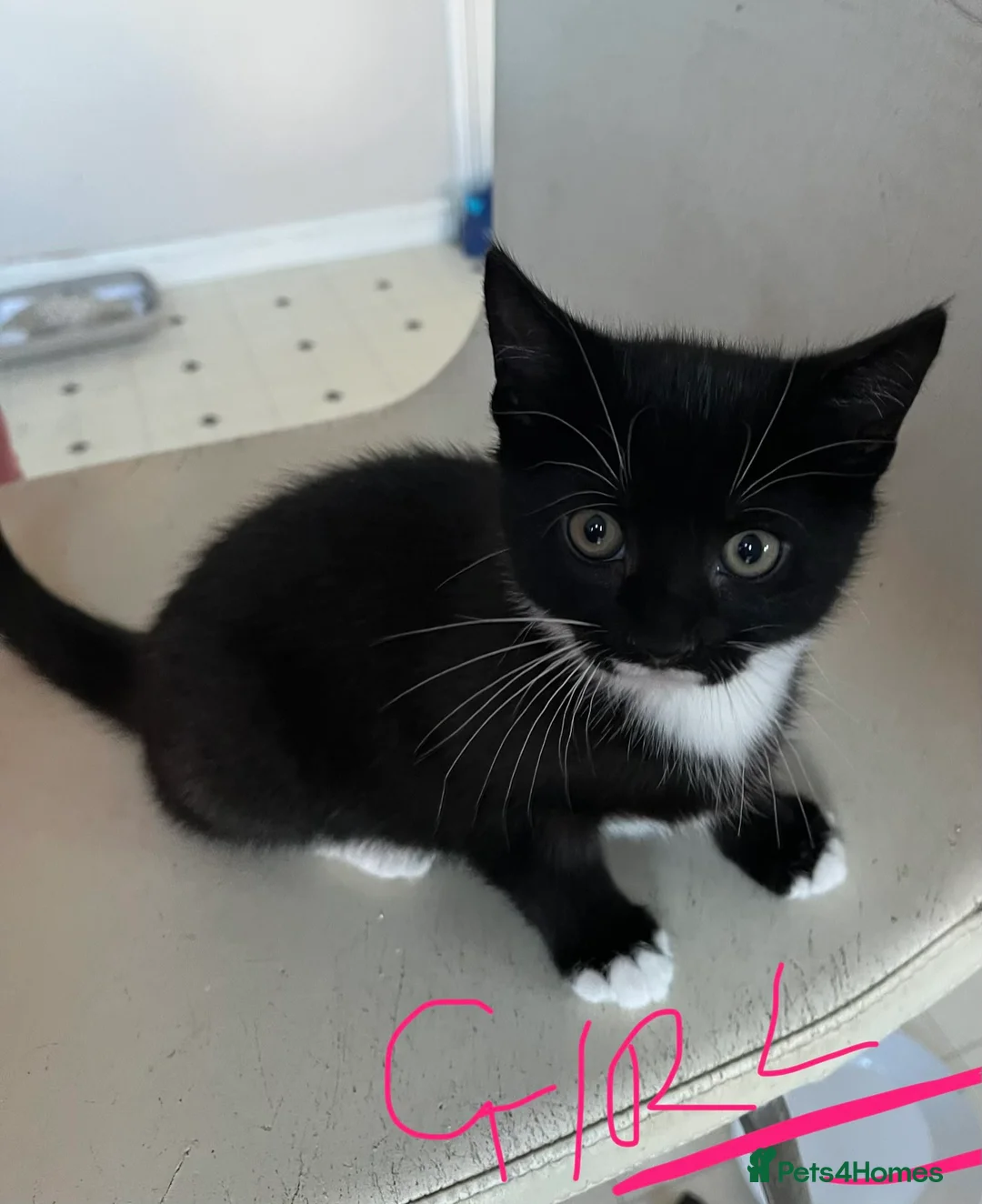 Mixed Breed cats for sale: 4 x Beautiful Playful Kittens Ready NOW - Advert 25