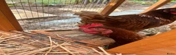 Chickens poultry for sale: 3 lovely 10 month old hens £20 EACH in Reading - Advert 6