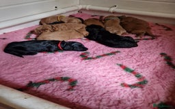 Cockapoo dogs for sale: SIMPLY UNIQUE SHOW TYPE F1 COCAPOOS - Image 6