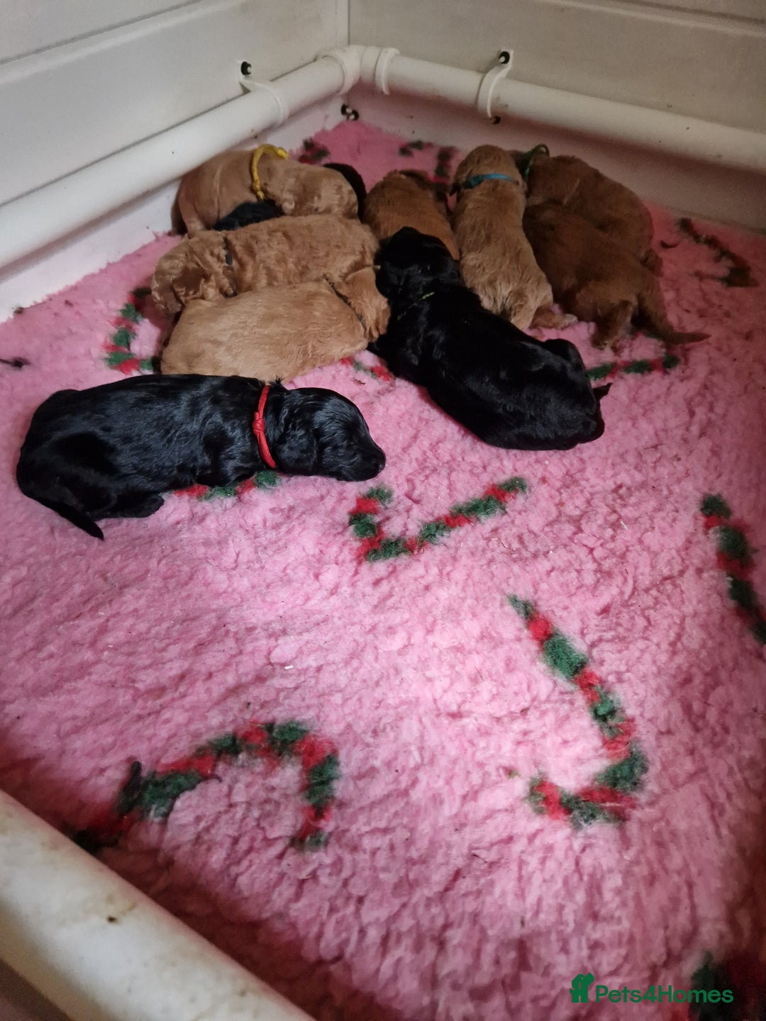 Cockapoo dogs for sale: SIMPLY UNIQUE SHOW TYPE F1 COCAPOOS - Image 6