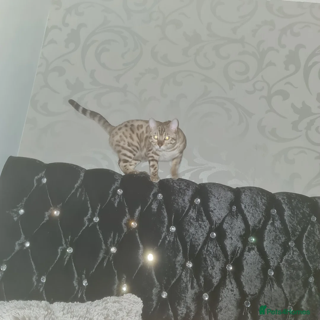 Bengal cats for sale: Bengal - Advert 7