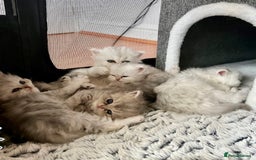 Persian cats for sale: Pure Persian chinchilla kittens  - Image 1