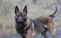 Belgian Shepherd Dog dogs for stud: FCI Belgian Malinois for Stud - Image 1