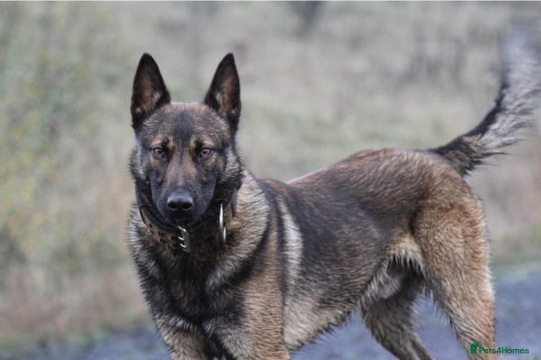 Belgian Shepherd Dog dogs for stud: FCI Belgian Malinois for Stud - Image 1