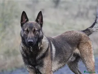Belgian Shepherd Dog dogs FCI Belgian Malinois for Stud - Advert 1