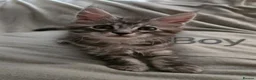 Maine Coon cats for sale: 3 Maine Coon kittens. - Advert 12