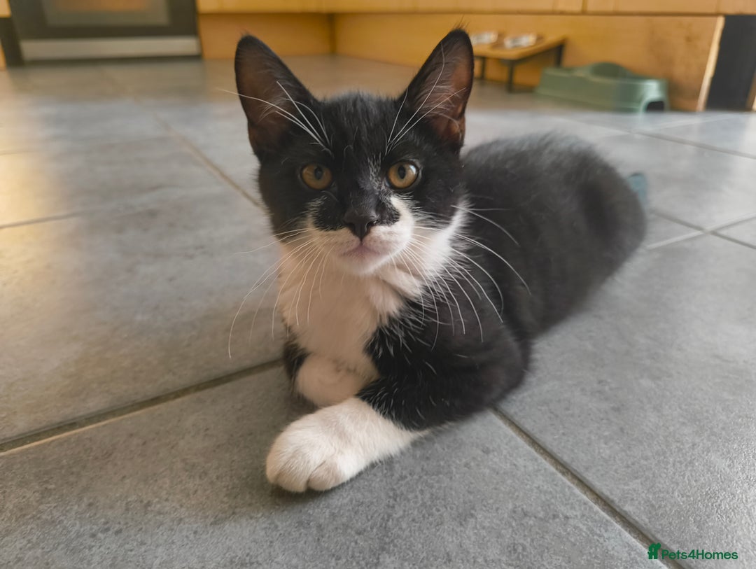 Scottish Fold cats for sale: Scottish Straight Tuxedo Boy with Heart Faced Nose in Manningtree - Image 1