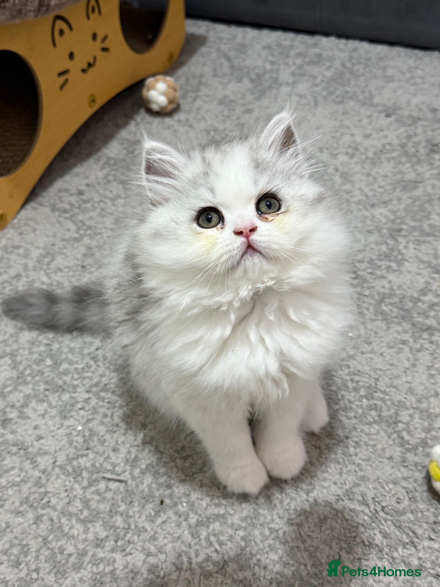 Persian cats Persian doll face kittens - Advert 1