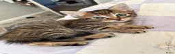 Mixed Breed cats for sale: Tabby kittens looking for loving home - Advert 2