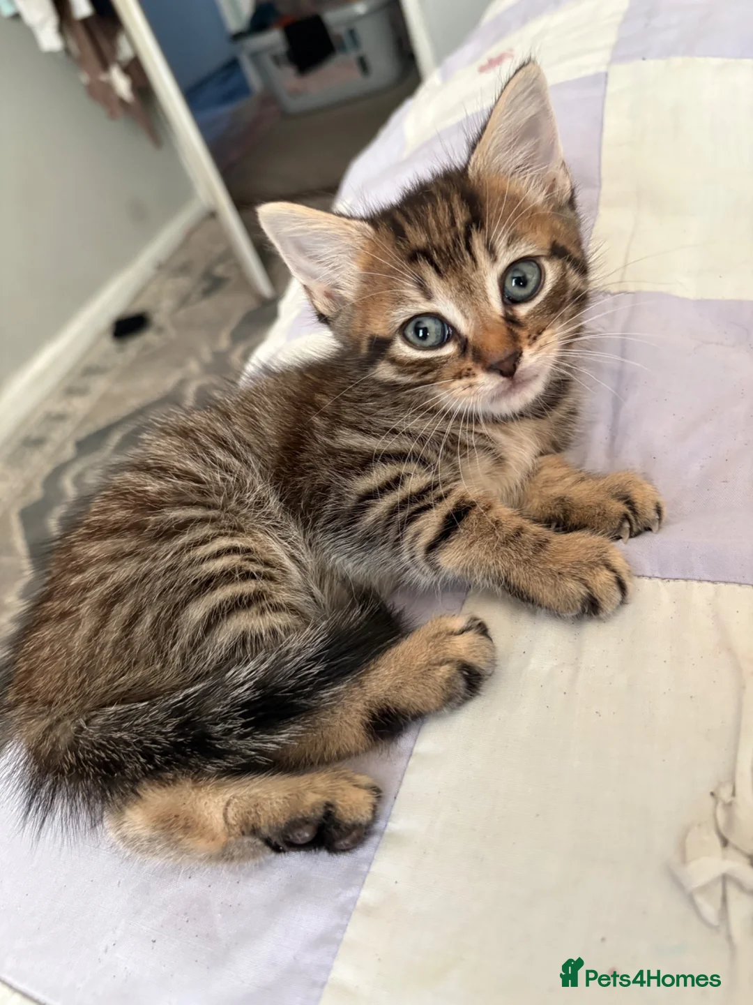 Mixed Breed cats for sale: Tabby kittens looking for loving home - Advert 2