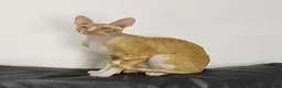 Cornish Rex cats for sale: Cornish Rex Male Seeking a Loving Forever Home - Advert 3