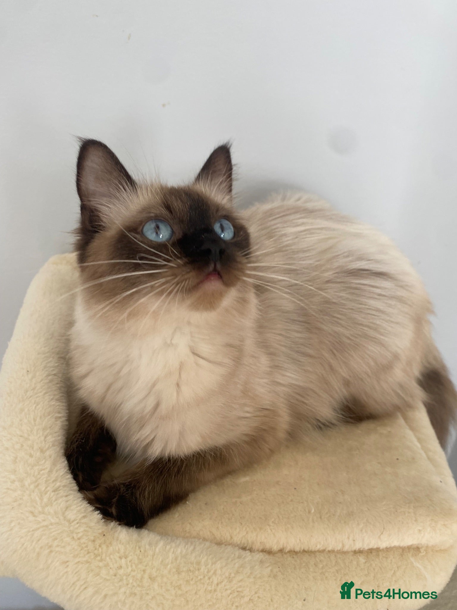 Ragdoll cats 1 Year Old Ragdoll Females- TICA registered - Advert 6