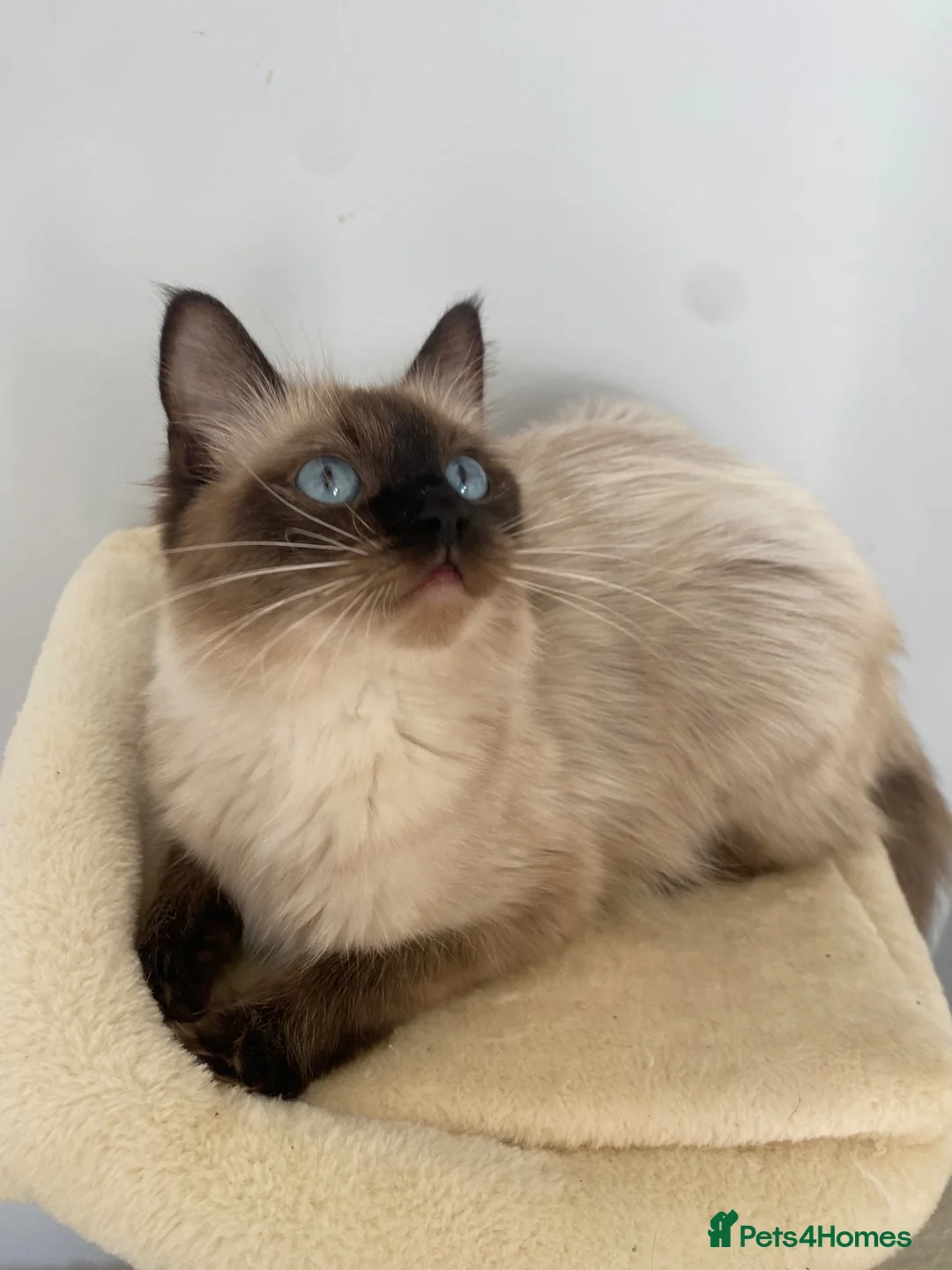 Ragdoll cats for sale: 1 Year Old Ragdoll Females- TICA registered - Advert 1