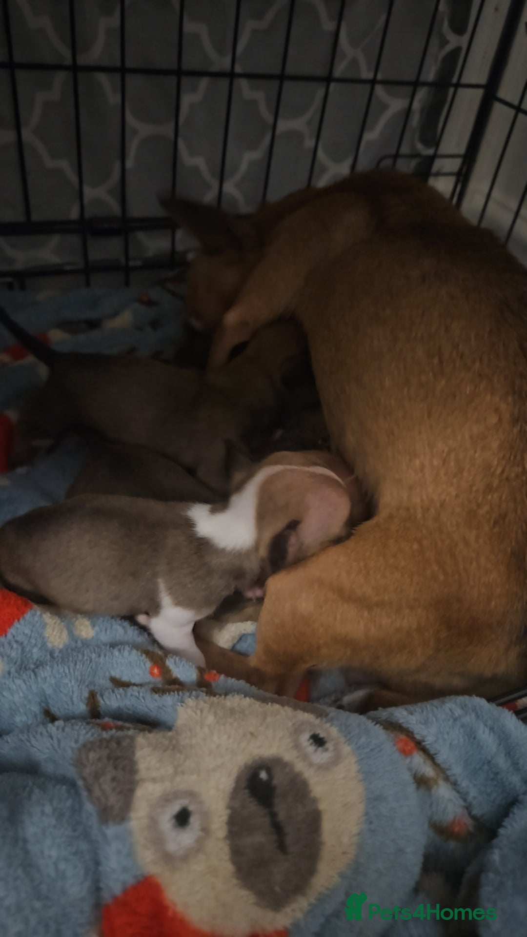 Chihuahua dogs for sale: Adorable Chihuahuas - Advert 16