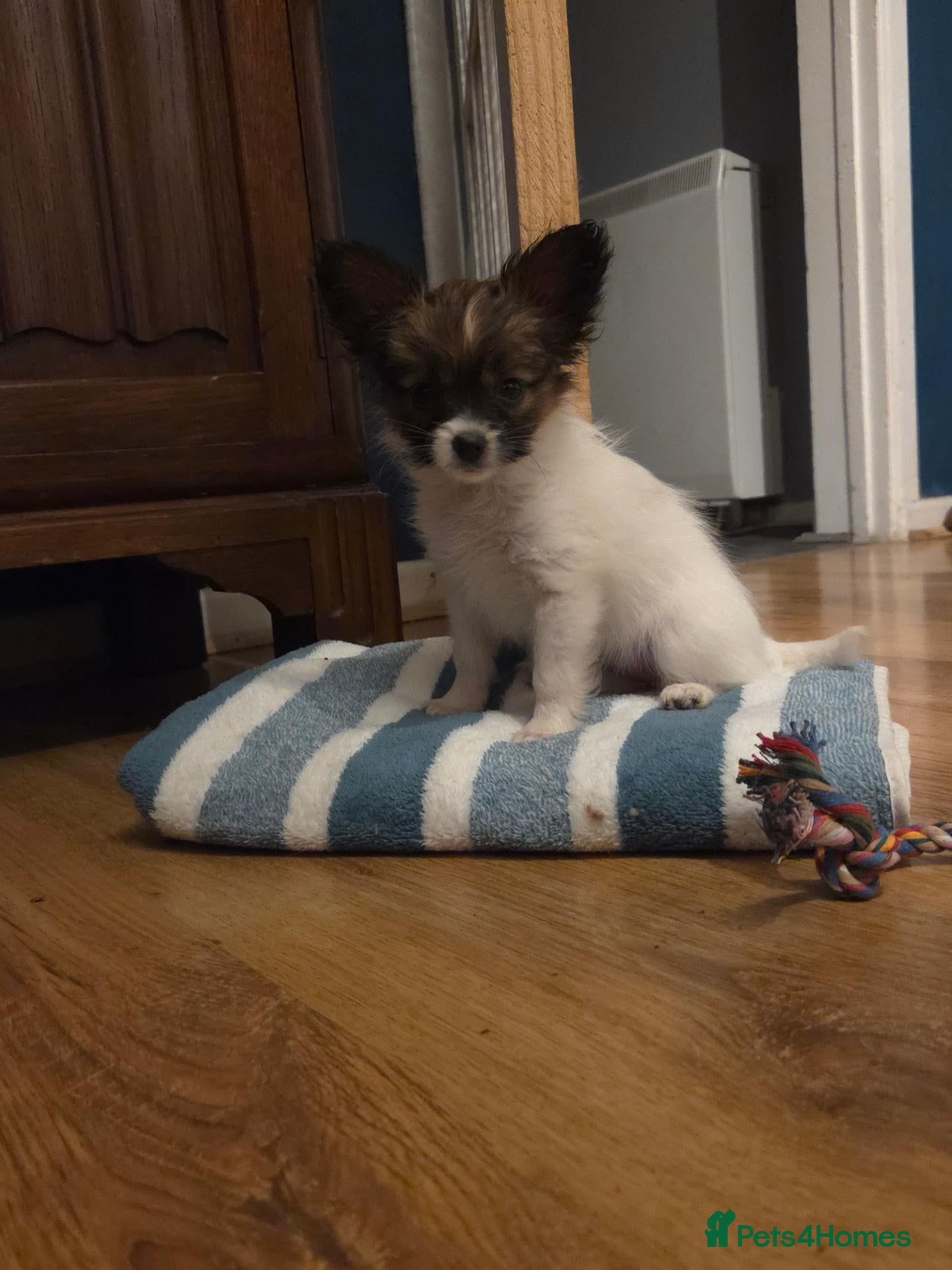 Papillon dogs !!!Ready 28/08!!! KC Papillon Puppies - Advert 2