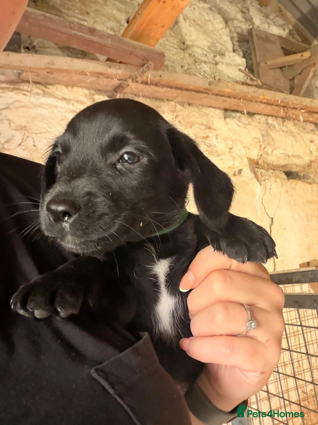 Mixed Breed dogs for sale: 3 boys looking for forever home  - Advert 2