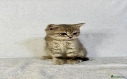 British Shorthair cats for sale: 🐾 Purebred BSH kittens🐾 - Image 15