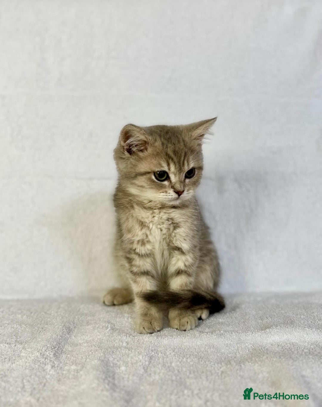 British Shorthair cats for sale: 🐾 Purebred BSH kittens🐾 - Image 15