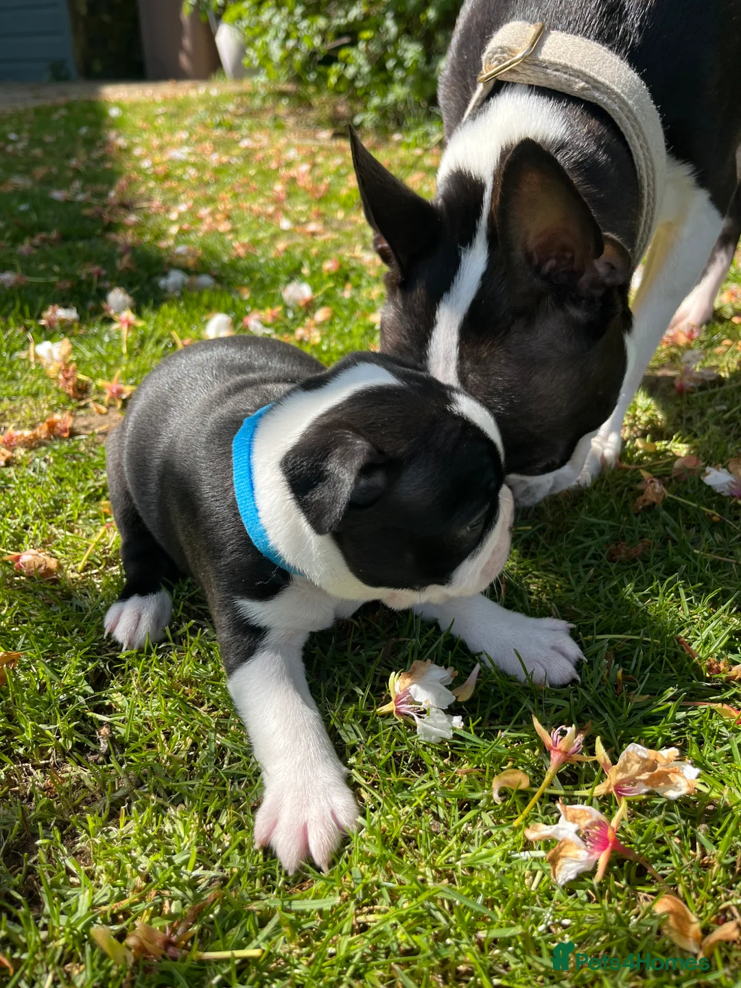 Boston Terrier dogs for sale: 🌟 KC Registered Boston Terrier Puppies 🌟 in Withernsea - Advert 2