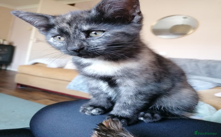 Domestic Shorthair cats - Advert 15