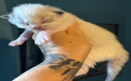 Ragdoll cats for sale: Tortie flame mink sepia tica  - Image 8