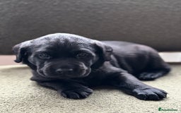 Labrador Retriever dogs for sale: 2 KC Black Lab Male Pups - Image 3