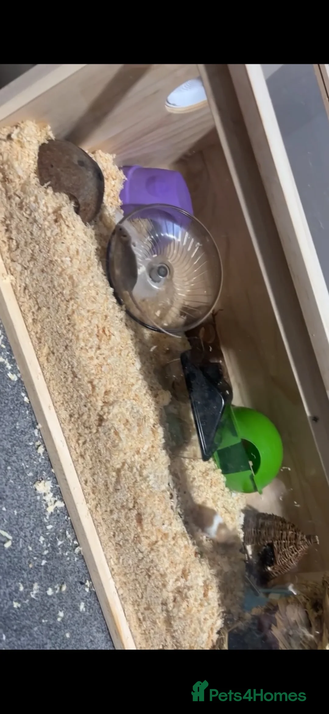 Mouse rodents for sale: 3 female mice - Advert 5