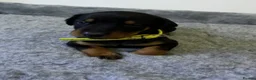 Dobermann dogs for sale: 🏆 Exceptional KC Registered Dobermann Puppies 🏆 - Advert 9