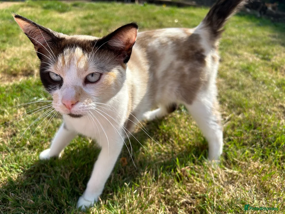 Ragdoll cats for sale: 3 year old ragdoll cross female  - Advert 4