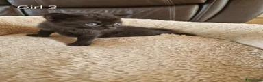 Domestic Shorthair 5