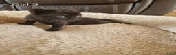 Domestic Shorthair cats for sale: 5  Beautiful Domestic Shorthair Tabby Kittens  - Advert 5