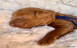 Cockapoo dogs for sale: 3 Stunning Dark Red Cockapoo Puppies - Image 21