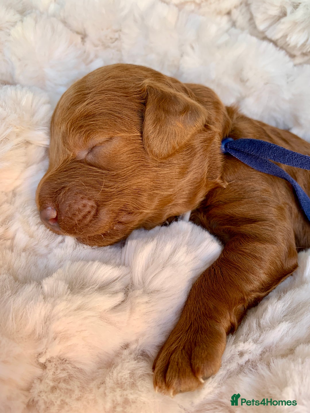 Cockapoo dogs for sale: 3 Stunning Dark Red Cockapoo Puppies - Image 21
