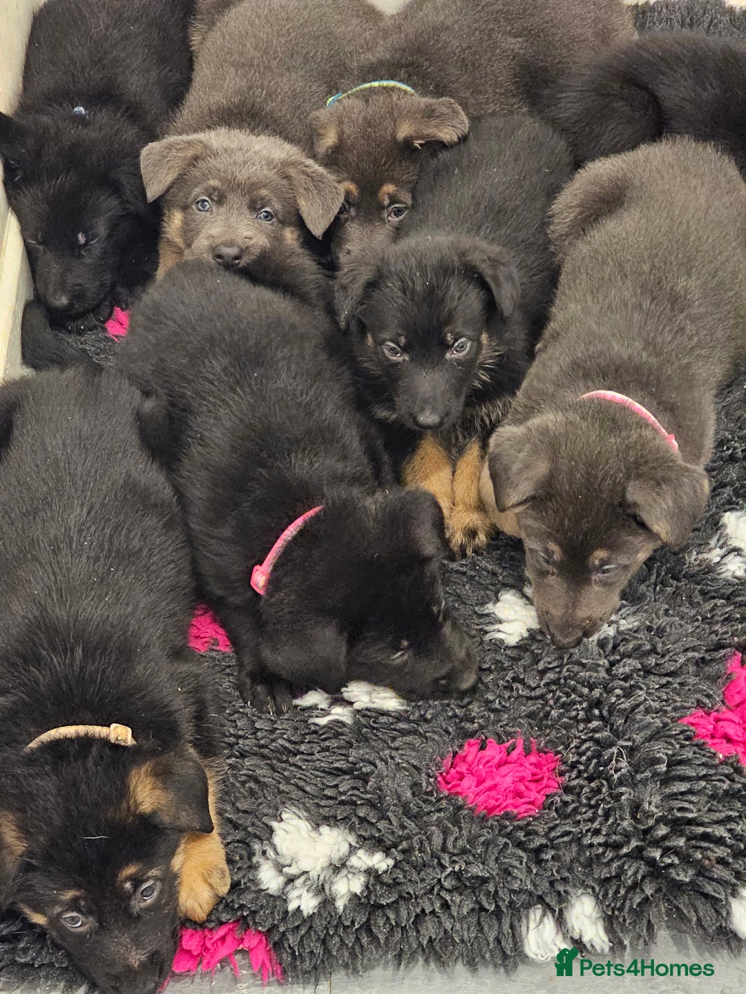 German Shepherd dogs for sale: German shepherd puppies  - Image 4