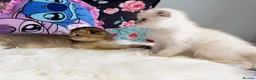 Scottish Fold cats for sale: 🐾 Stunning Scottish kitties 🐾 - Advert 35