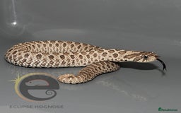 Snake reptiles for sale: Hognose snakes  - Image 20