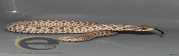 Snake reptiles for sale: Hognose snakes  - Advert 20