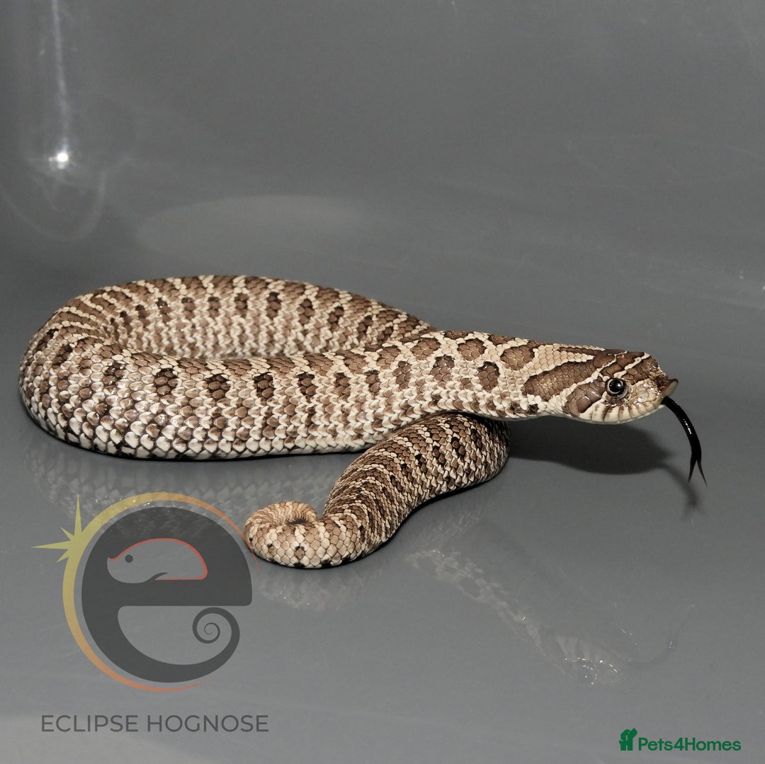 Snake reptiles for sale: Hognose snakes  - Image 20